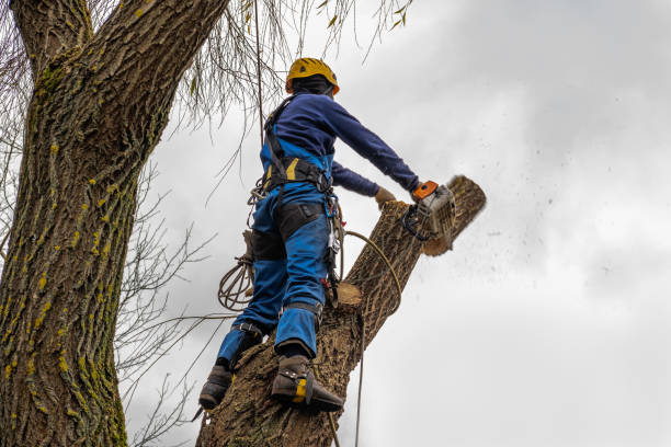 How Our Tree Care Process Works  in  Ladd, IL